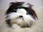 Shina - Shih Tzu