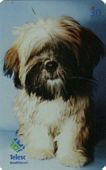 Lhasa Apso 9/12