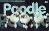 Poodle - 4/5