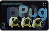 Pug - 1/5