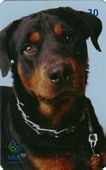 Rottweiler - 6/12