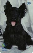 Scottish Terrier - 11/12