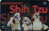 Shi Tzu -
                1/5