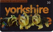 Yorkshire Terrier - 5/5
