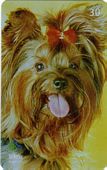 Yorkshire Terrier 3/12