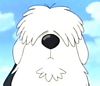 EP 9, 38-39 - Old English
                      Sheepdog - ainda jovem, no consegue pastorear
                      direito as ovelhas