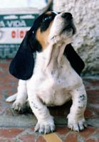 Charming paw...