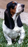 Charming
              paw again!