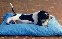 Delicious bone...
