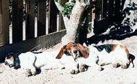 A little nap under the sun...