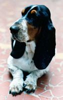 Handsome dog