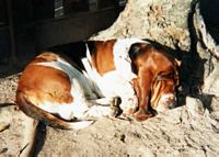 A little nap under the sun...
