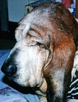 Old citizen...
          Hommer's last photo