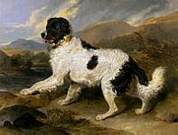 'Lion, A Newfoundland Dog' - 1824