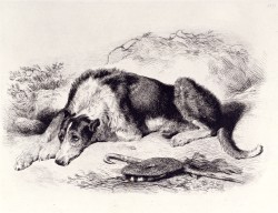 'A Shepherd's Dog' (Maida, Sir Scott's dog)