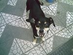 Papudinho