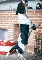 Good boy!!!!